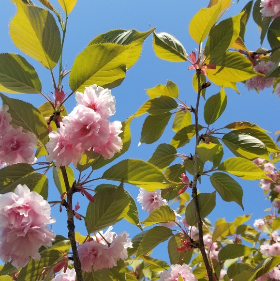 Meet your Posher, Lydia - Picture 1 of 1